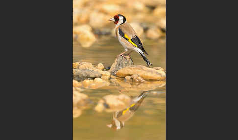 Stieglitz (Carduelis carduelis)