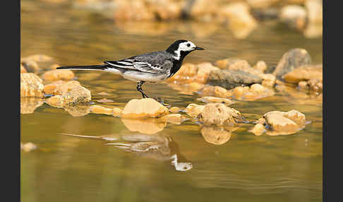 Bachstelze (Motacilla alba)