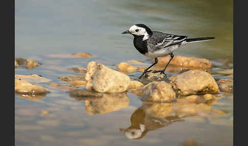 Bachstelze (Motacilla alba)