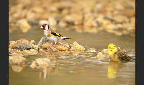 Stieglitz (Carduelis carduelis)