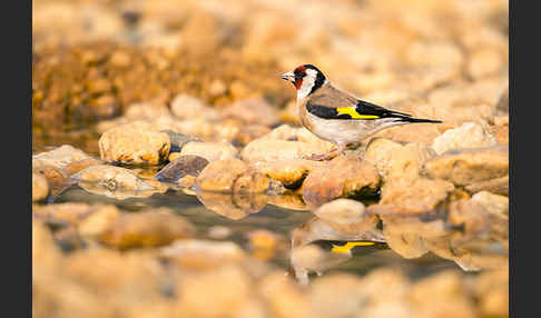 Stieglitz (Carduelis carduelis)