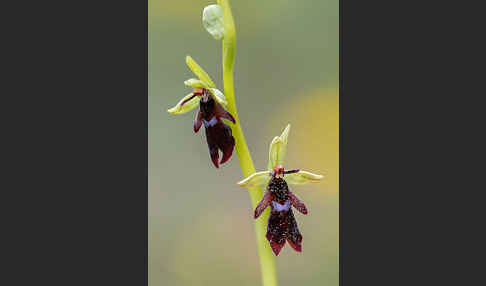 Fliegen-Ragwurz (Ophrys insectifera)