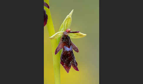 Fliegen-Ragwurz (Ophrys insectifera)