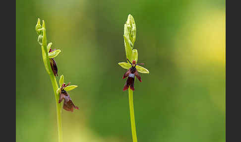 Fliegen-Ragwurz (Ophrys insectifera)