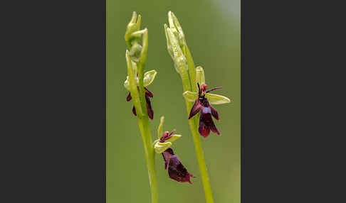 Fliegen-Ragwurz (Ophrys insectifera)