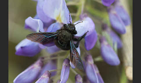 Große Holzbiene (Xylocopa violacea)