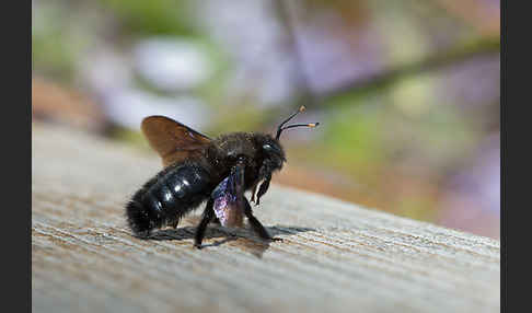 Große Holzbiene (Xylocopa violacea)