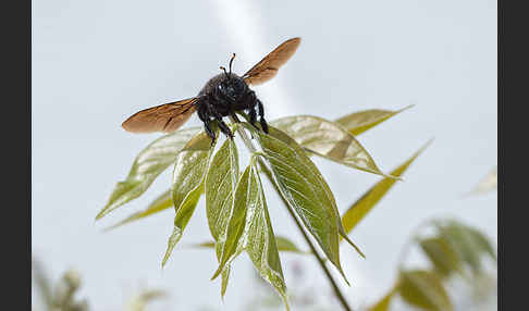 Große Holzbiene (Xylocopa violacea)