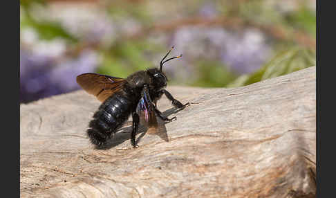 Große Holzbiene (Xylocopa violacea)