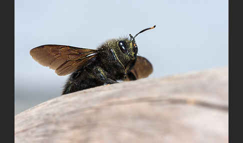 Große Holzbiene (Xylocopa violacea)