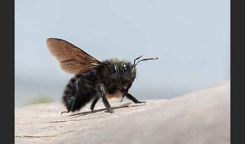 Große Holzbiene (Xylocopa violacea)