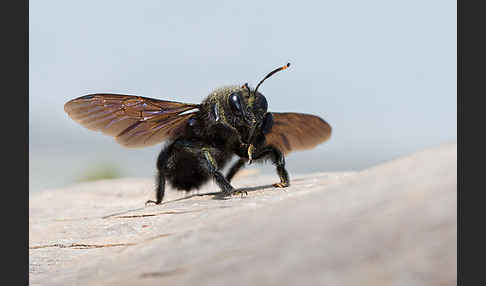 Große Holzbiene (Xylocopa violacea)