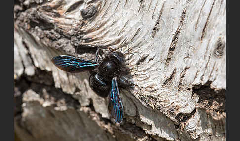 Große Holzbiene (Xylocopa violacea)