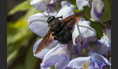 Große Holzbiene (Xylocopa violacea)