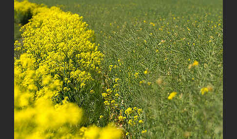 Orientalische Zackenschote (Bunias orientalis)