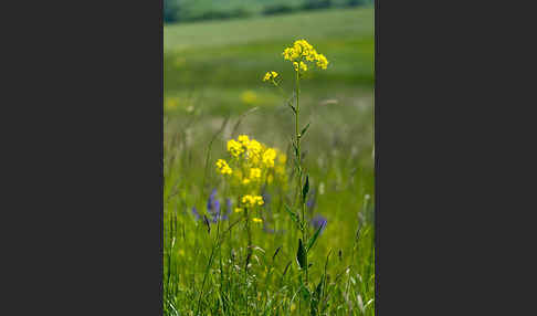 Orientalische Zackenschote (Bunias orientalis)