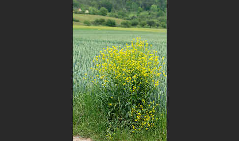 Orientalische Zackenschote (Bunias orientalis)