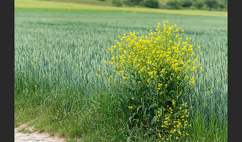 Orientalische Zackenschote (Bunias orientalis)