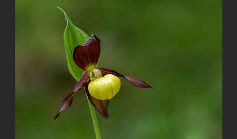 Frauenschuh (Cypripedium calceolus)