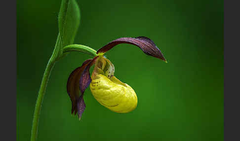 Frauenschuh (Cypripedium calceolus)