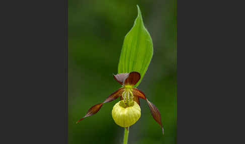 Frauenschuh (Cypripedium calceolus)