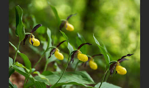 Frauenschuh (Cypripedium calceolus)