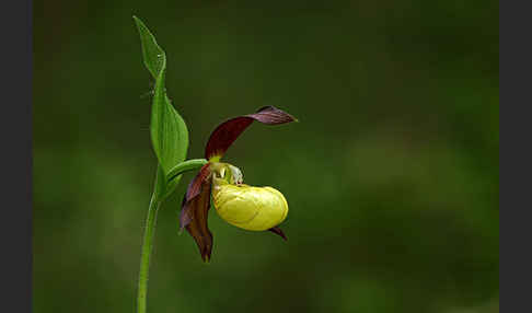 Frauenschuh (Cypripedium calceolus)