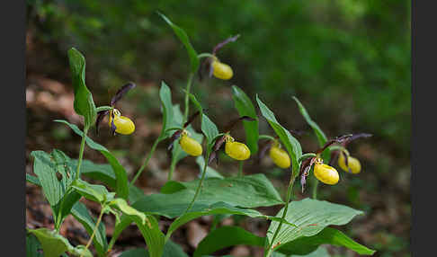 Frauenschuh (Cypripedium calceolus)