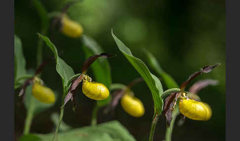 Frauenschuh (Cypripedium calceolus)