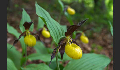 Frauenschuh (Cypripedium calceolus)