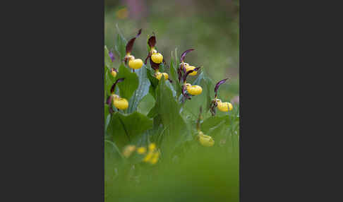 Frauenschuh (Cypripedium calceolus)