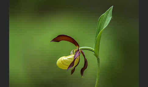 Frauenschuh (Cypripedium calceolus)