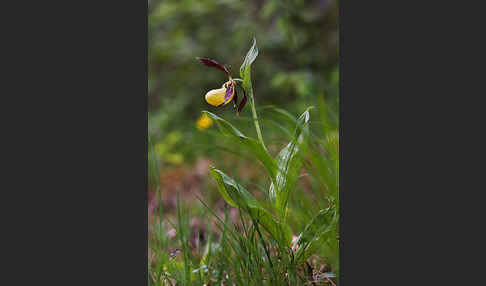 Frauenschuh (Cypripedium calceolus)