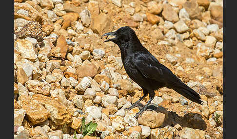 Rabenkrähe (Corvus corone corone)