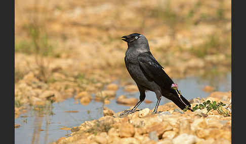 Dohle (Corvus monedula)