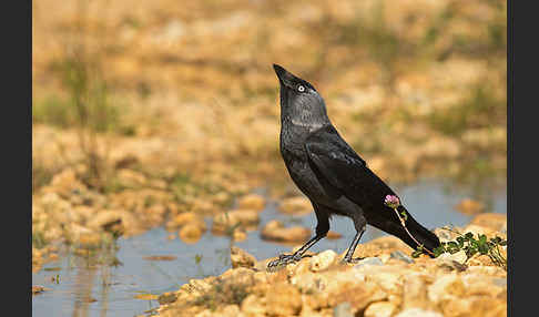 Dohle (Corvus monedula)