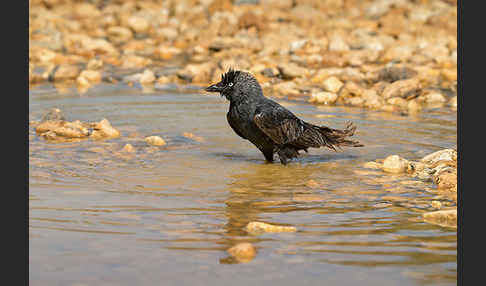 Dohle (Corvus monedula)