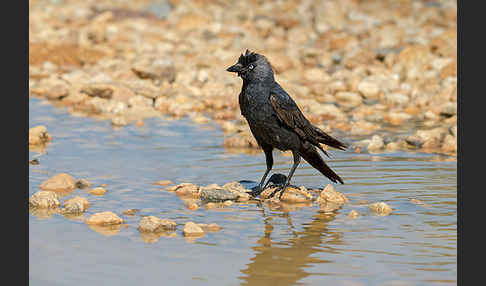 Dohle (Corvus monedula)