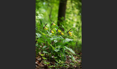 Frauenschuh (Cypripedium calceolus)