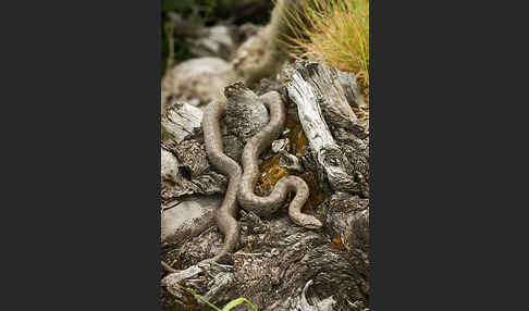 Schlingnatter (Coronella austriaca)