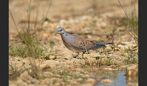 Turteltaube (Streptopelia turtur)