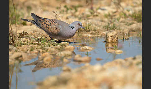 Turteltaube (Streptopelia turtur)