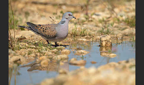 Turteltaube (Streptopelia turtur)