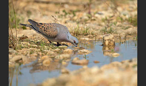 Turteltaube (Streptopelia turtur)