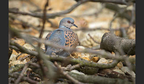 Turteltaube (Streptopelia turtur)