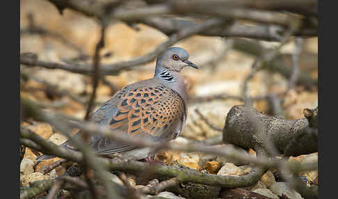 Turteltaube (Streptopelia turtur)