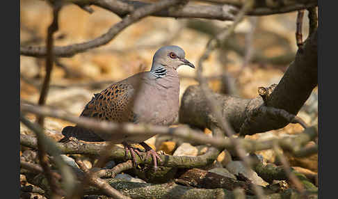 Turteltaube (Streptopelia turtur)