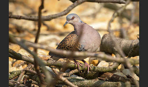 Turteltaube (Streptopelia turtur)