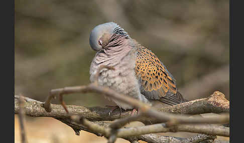 Turteltaube (Streptopelia turtur)