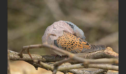 Turteltaube (Streptopelia turtur)